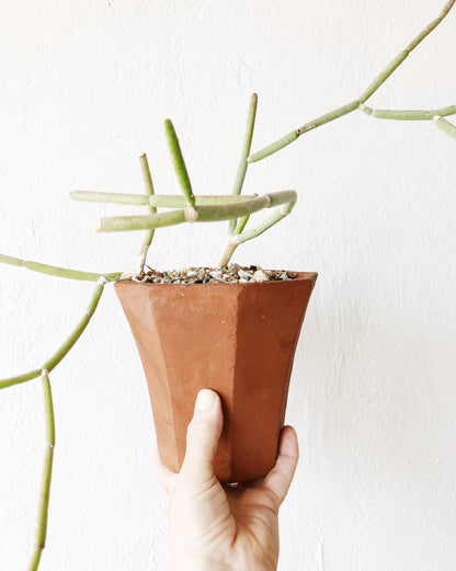 Collectors Plant: Sarcostemma Stoloniferum in Vintage Terra