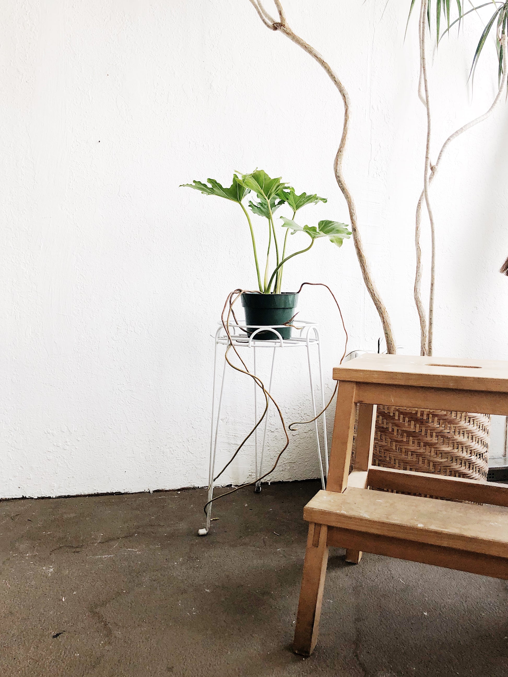 tripod plant hanger Tripod Plant Stand