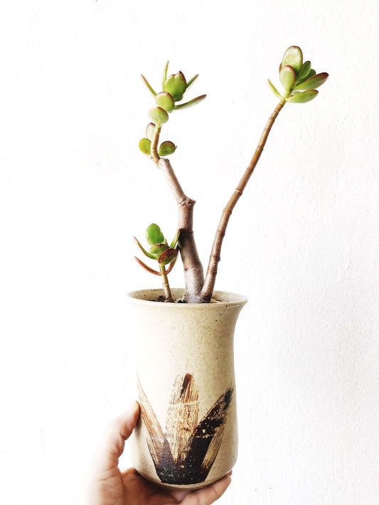 Succulent in Vintage Pottery