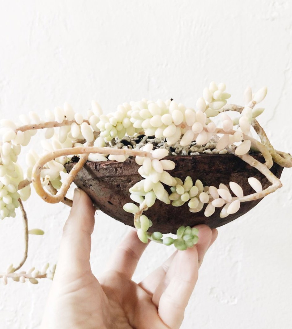 Succulent in Vintage Pottery