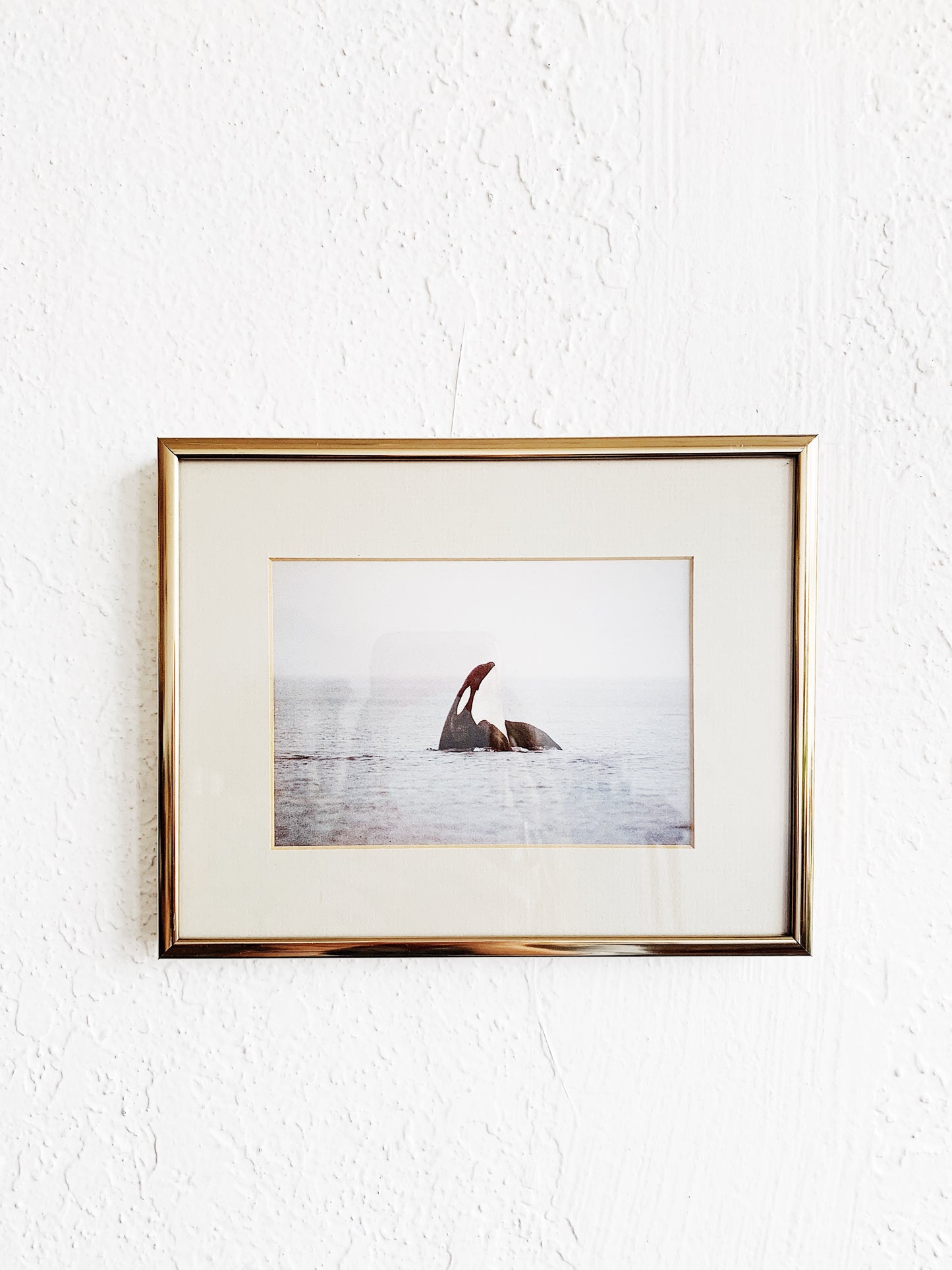 Framed Orca Photograph