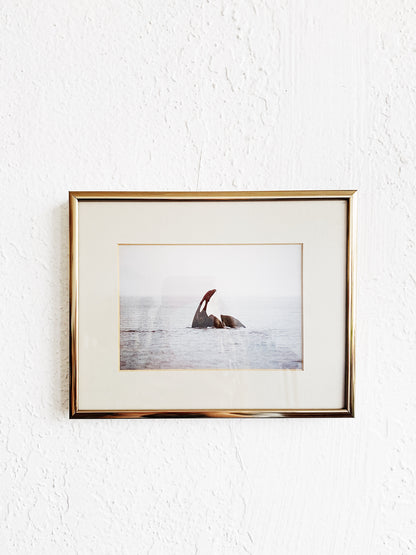 Framed Orca Photograph