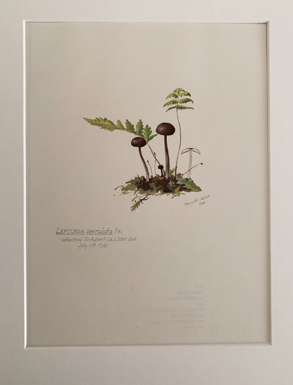 Vintage 1970’s Matted Mushroom Prints 11x14”