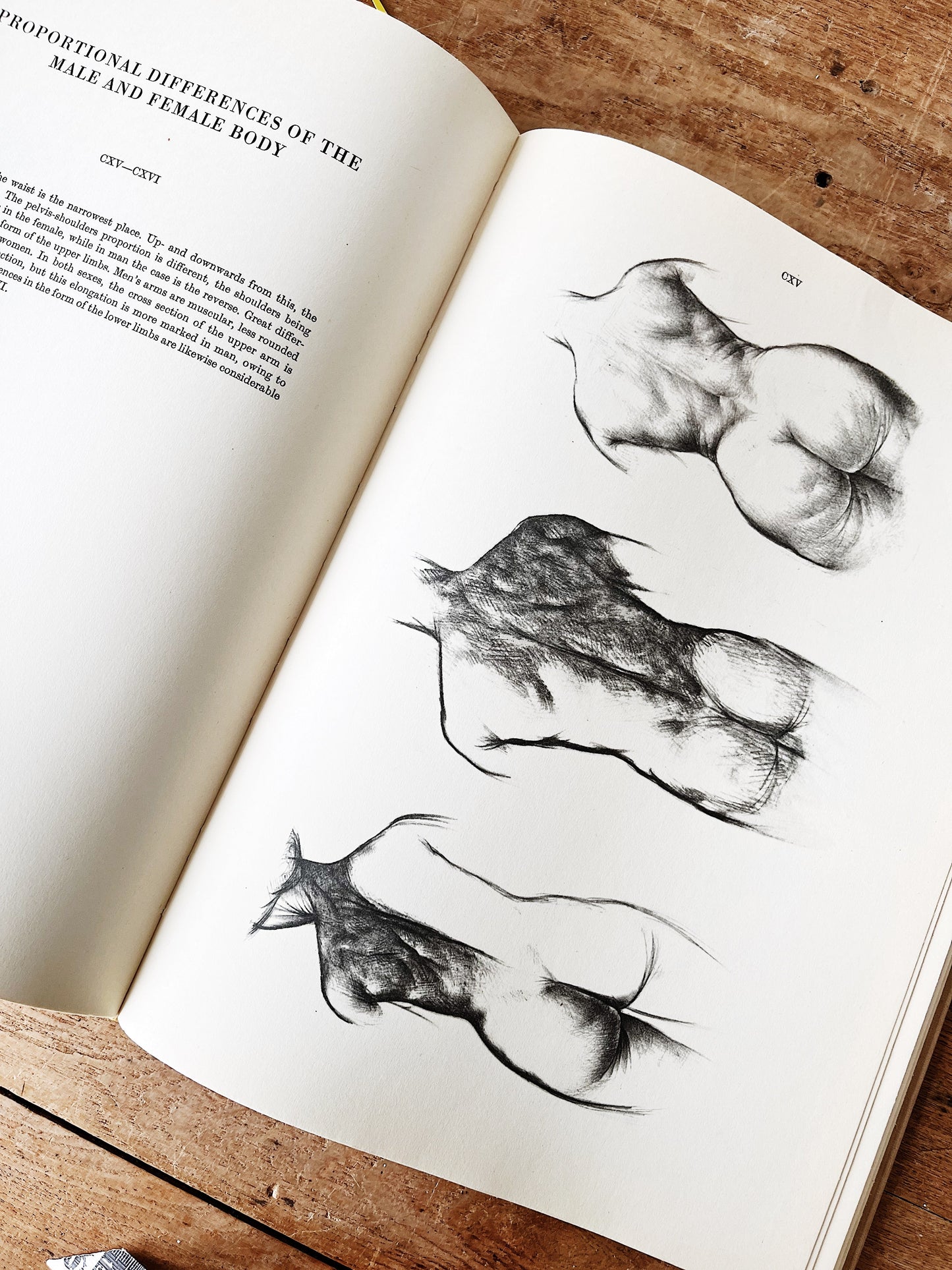 Mid Century Anatomy for the Artist Book