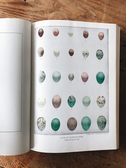 Vintage 1930s Birds of America Book