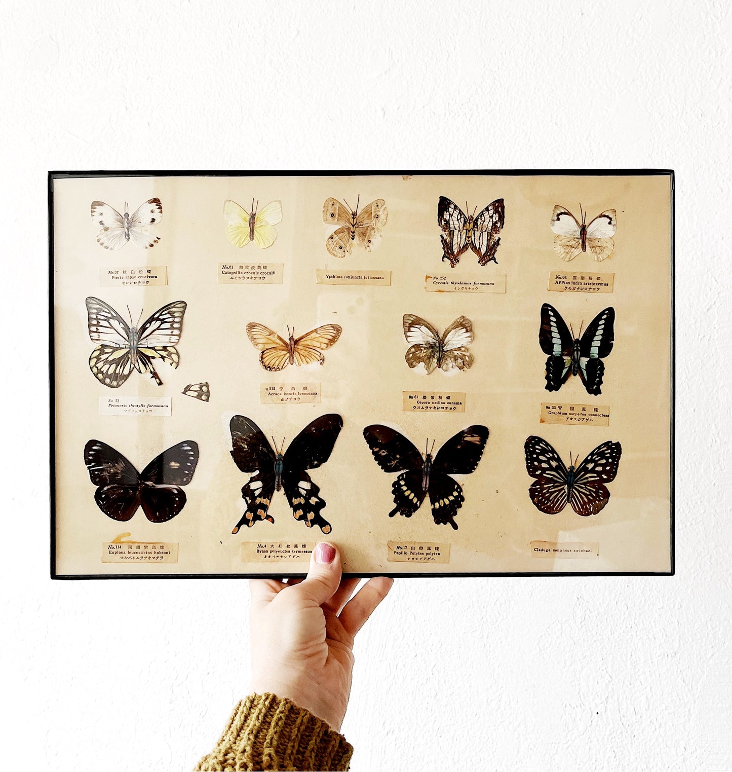Vintage Specimen Chart