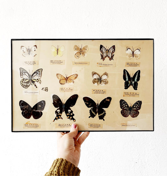 Vintage Specimen Chart