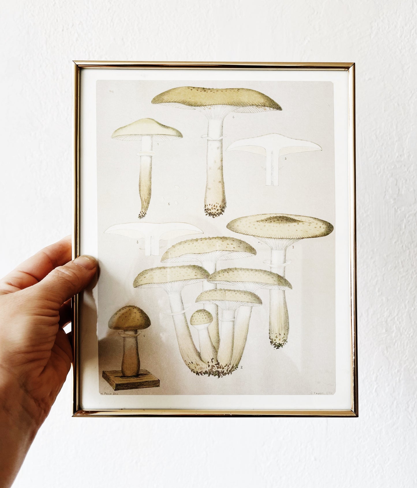 Vintage Mushroom Print