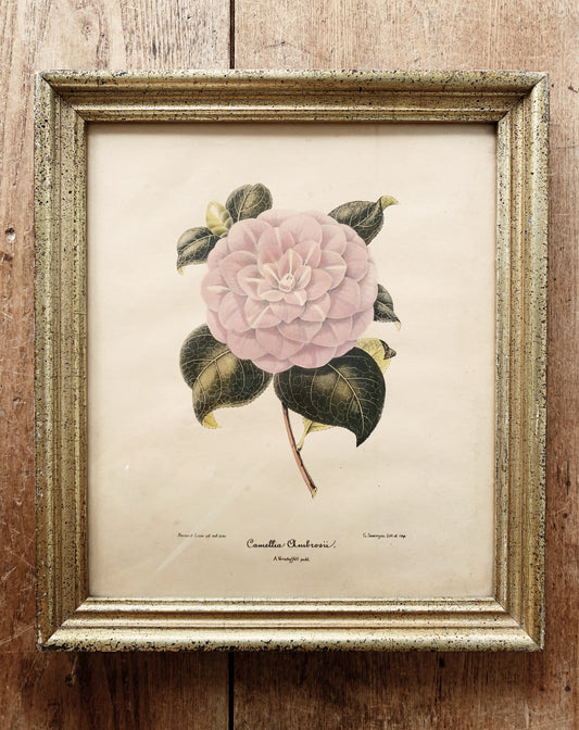 Vintage Framed Botanical Print ‘Camellia Ambrosii’