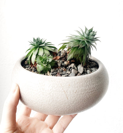 Potted Chicks and Hens Succulent