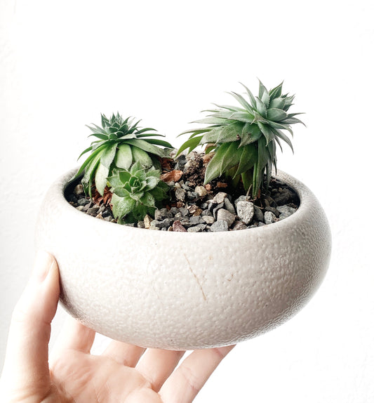 Potted Chicks and Hens Succulent