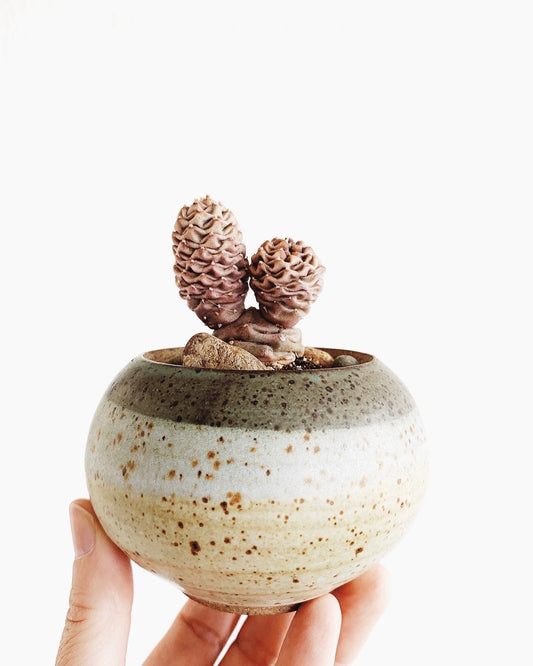 Small Potted Cactus