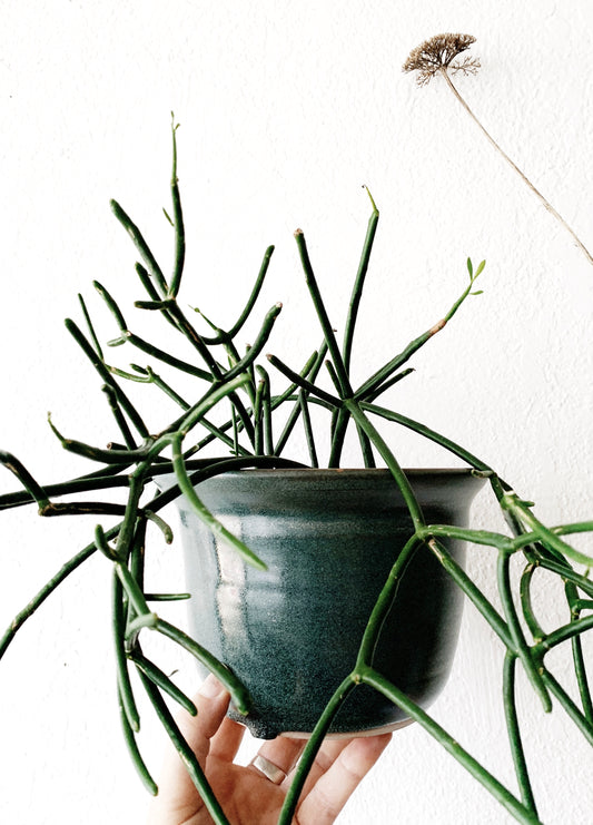 Handmade Pottery Bowl / Planter