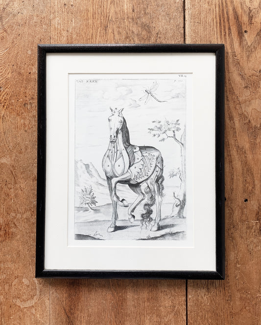 Vintage George Stubbs Anatomical Horse Print