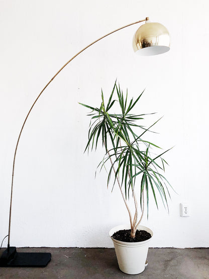 Large Dracaena Palm