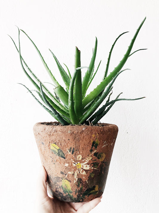 Candelabra Aloe in Mexican Clay Pot