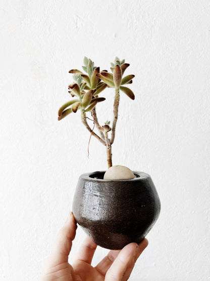 Potted Succulents in Vintage