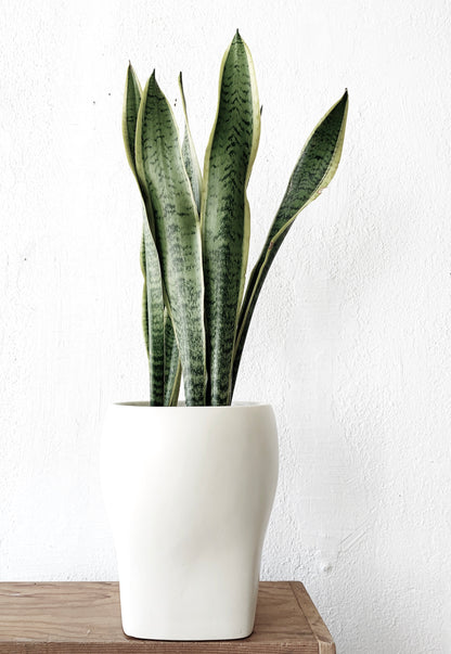Large Potted Sansevieria
