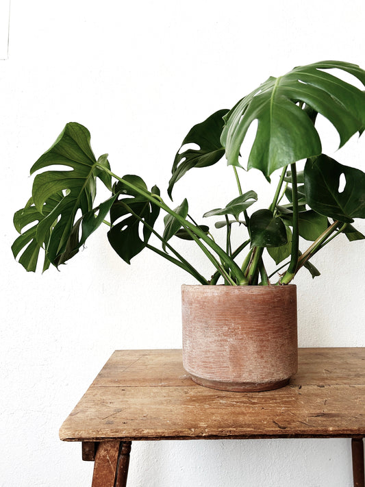Large Potted Monstera Deliciosa