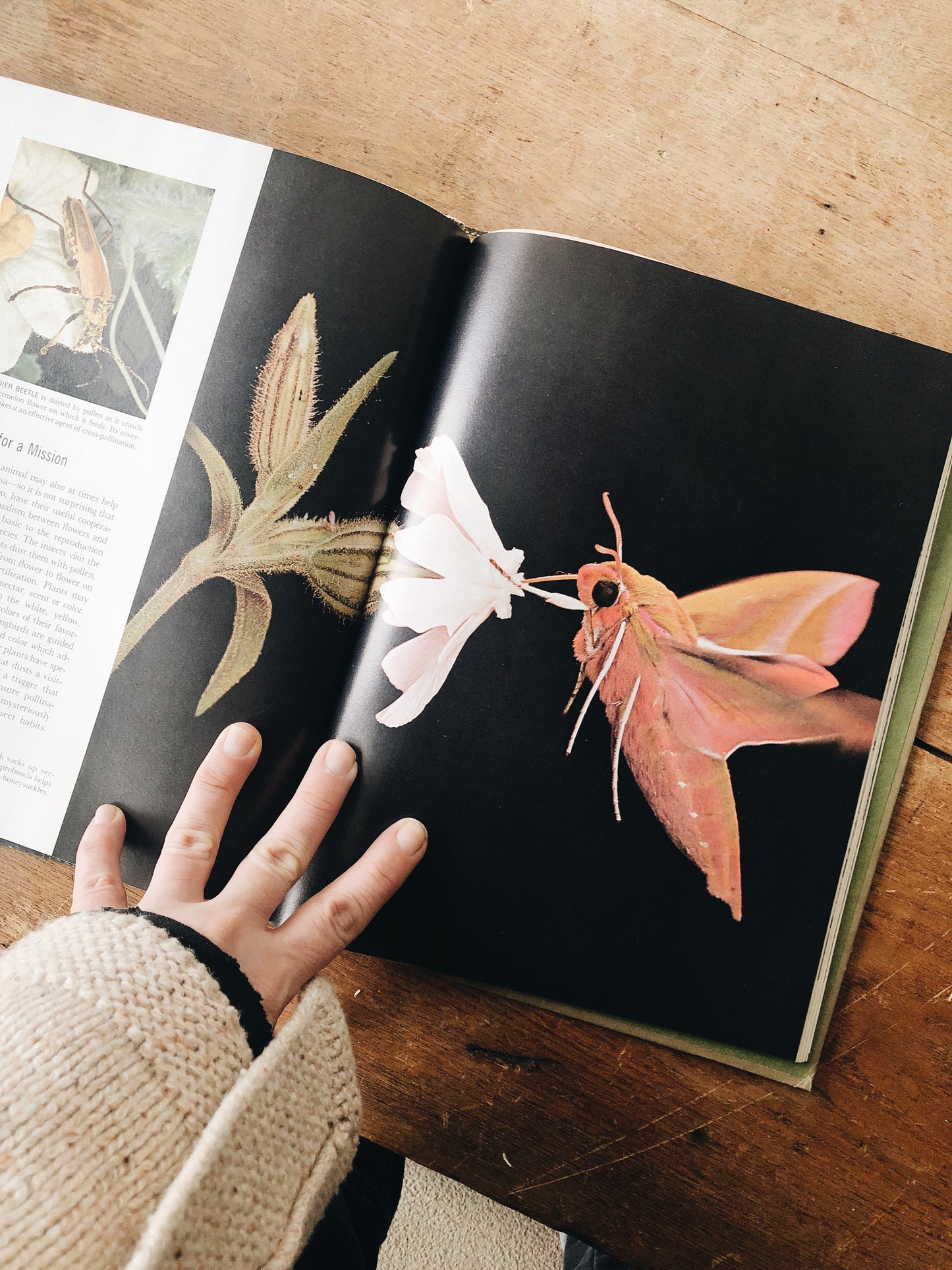 Vintage Natural History Book Collection