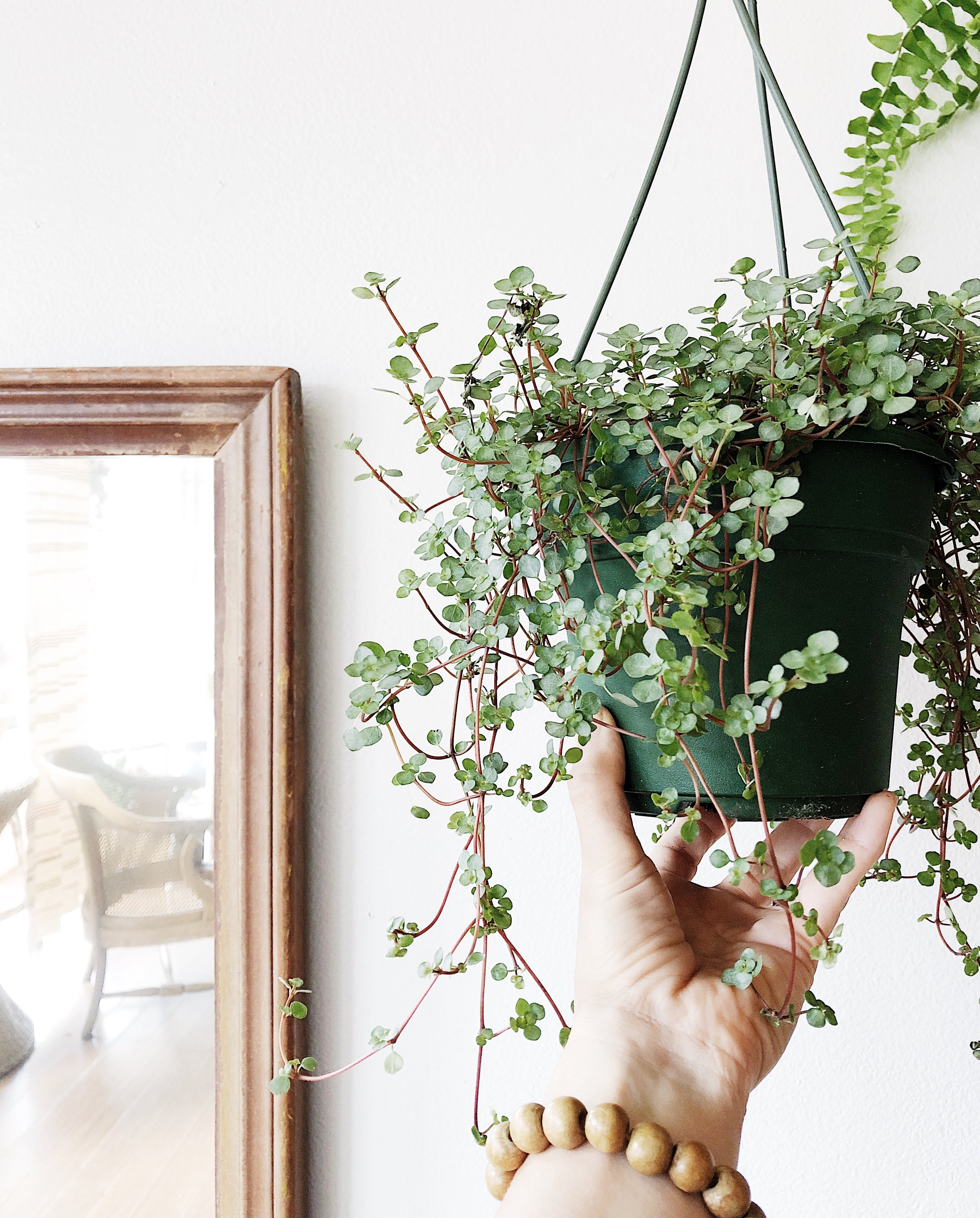 Pilea glauca - Thumbnail 3