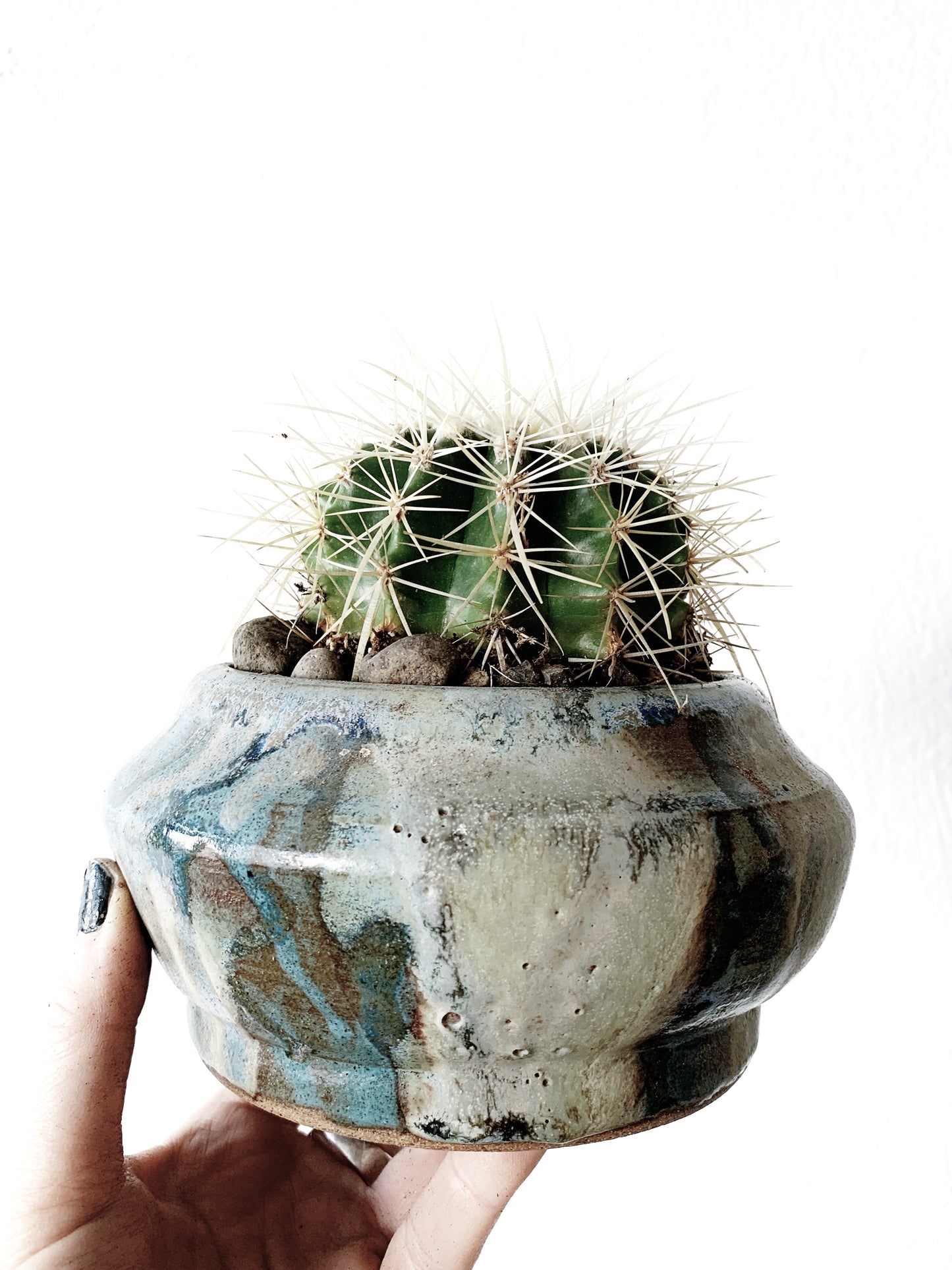 Potted Barrel Cactus