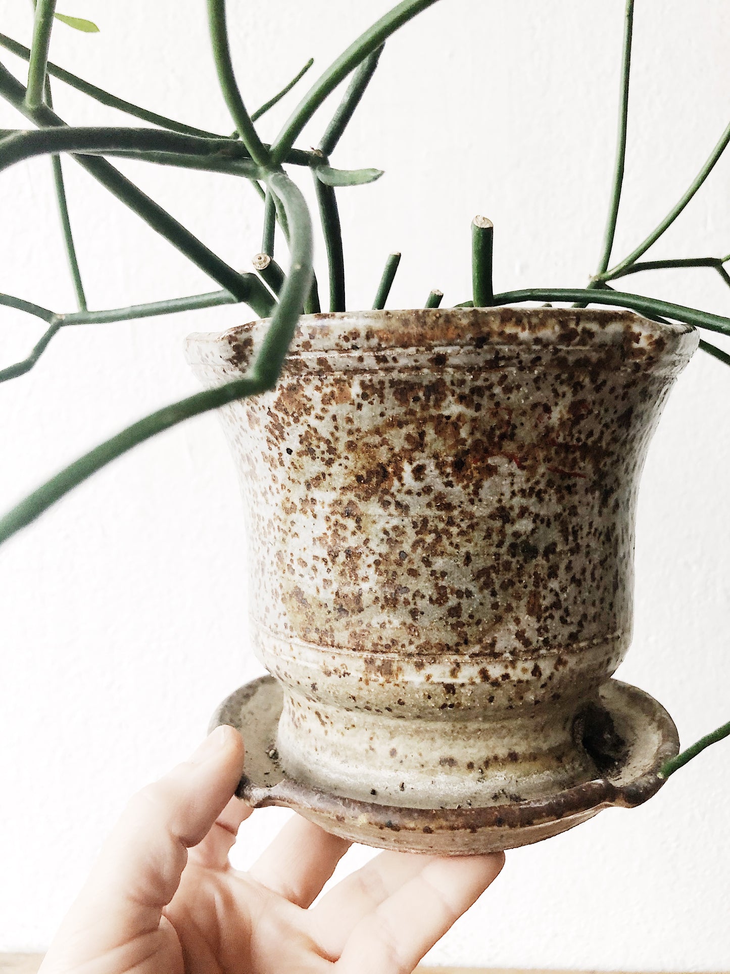 Walking Stick Cactus in Vintage