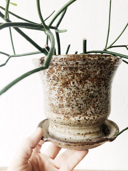 Walking Stick Cactus in Vintage