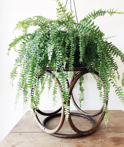 Vintage Thonet Bentwood Ottoman