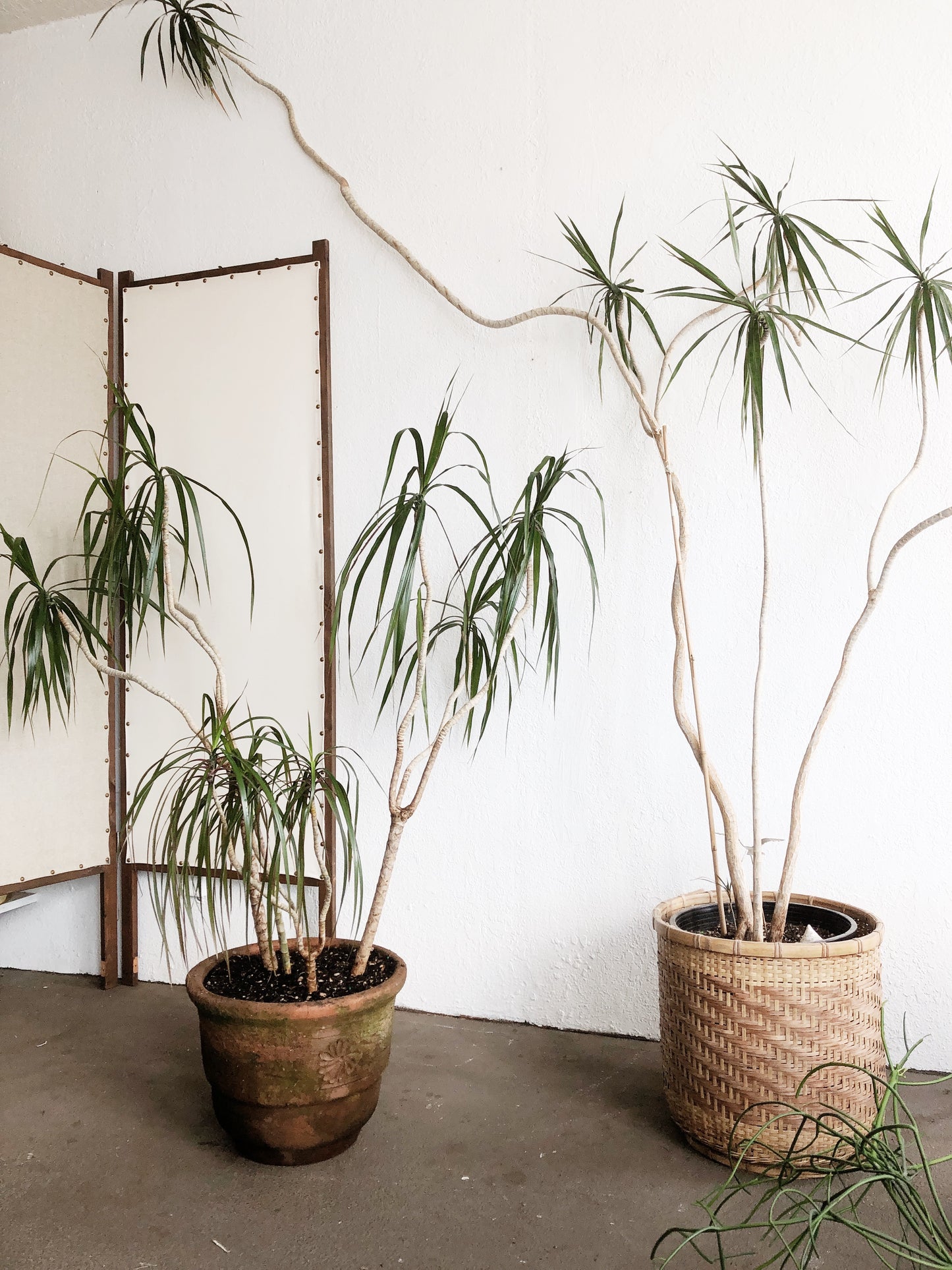 Large Dracaena Palm