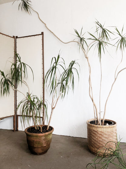 Large Dracaena Palm