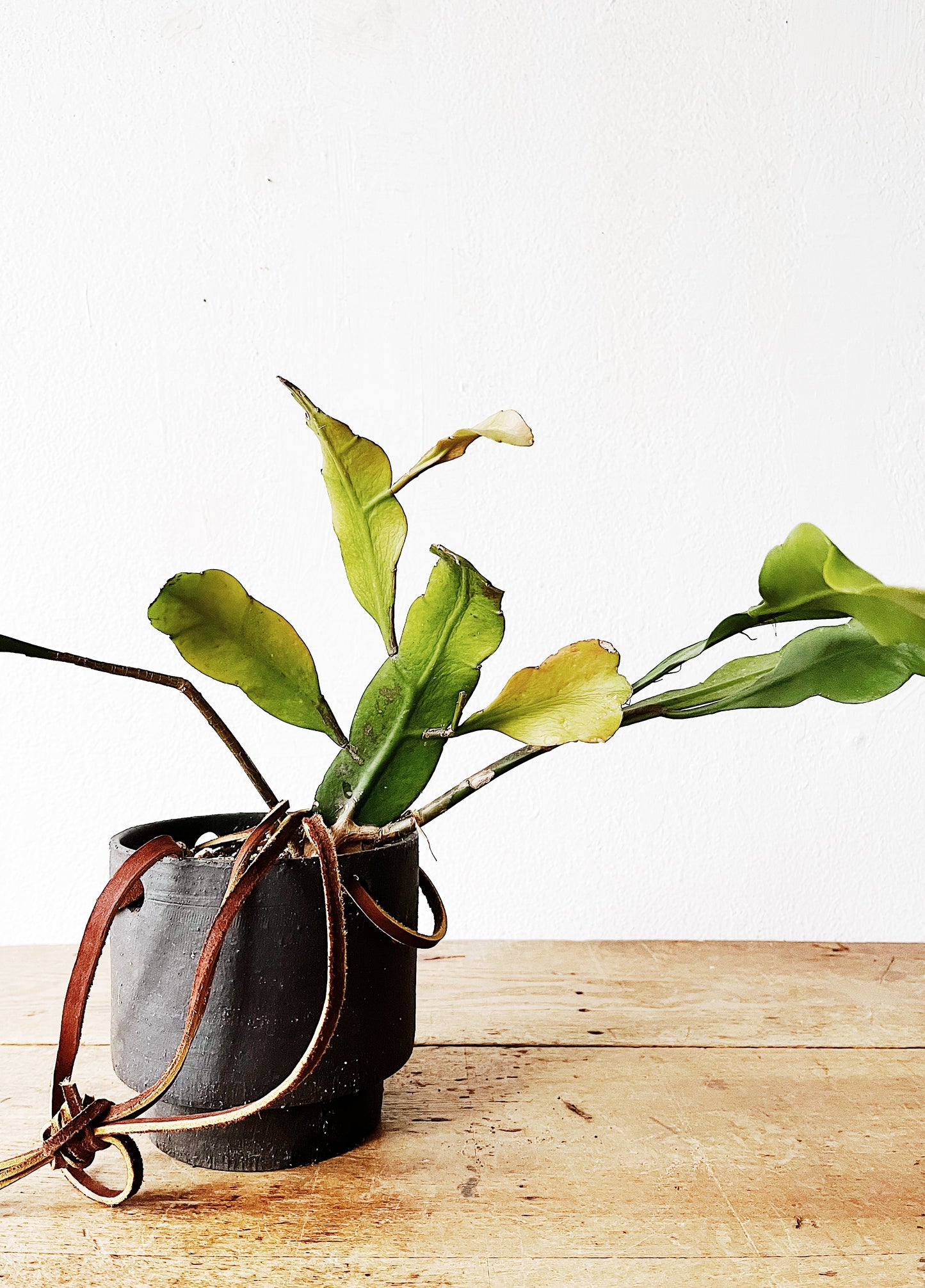 Night Blooming Cereus in Modern Ceramic