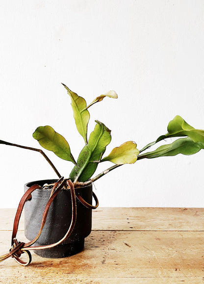 Night Blooming Cereus in Modern Ceramic