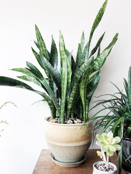 Large Potted Sanseveria Plant