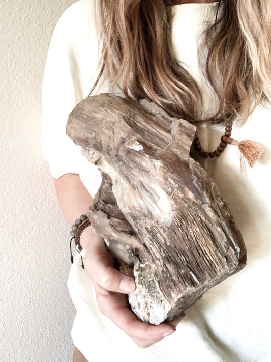Large Petrified Wood Specimen