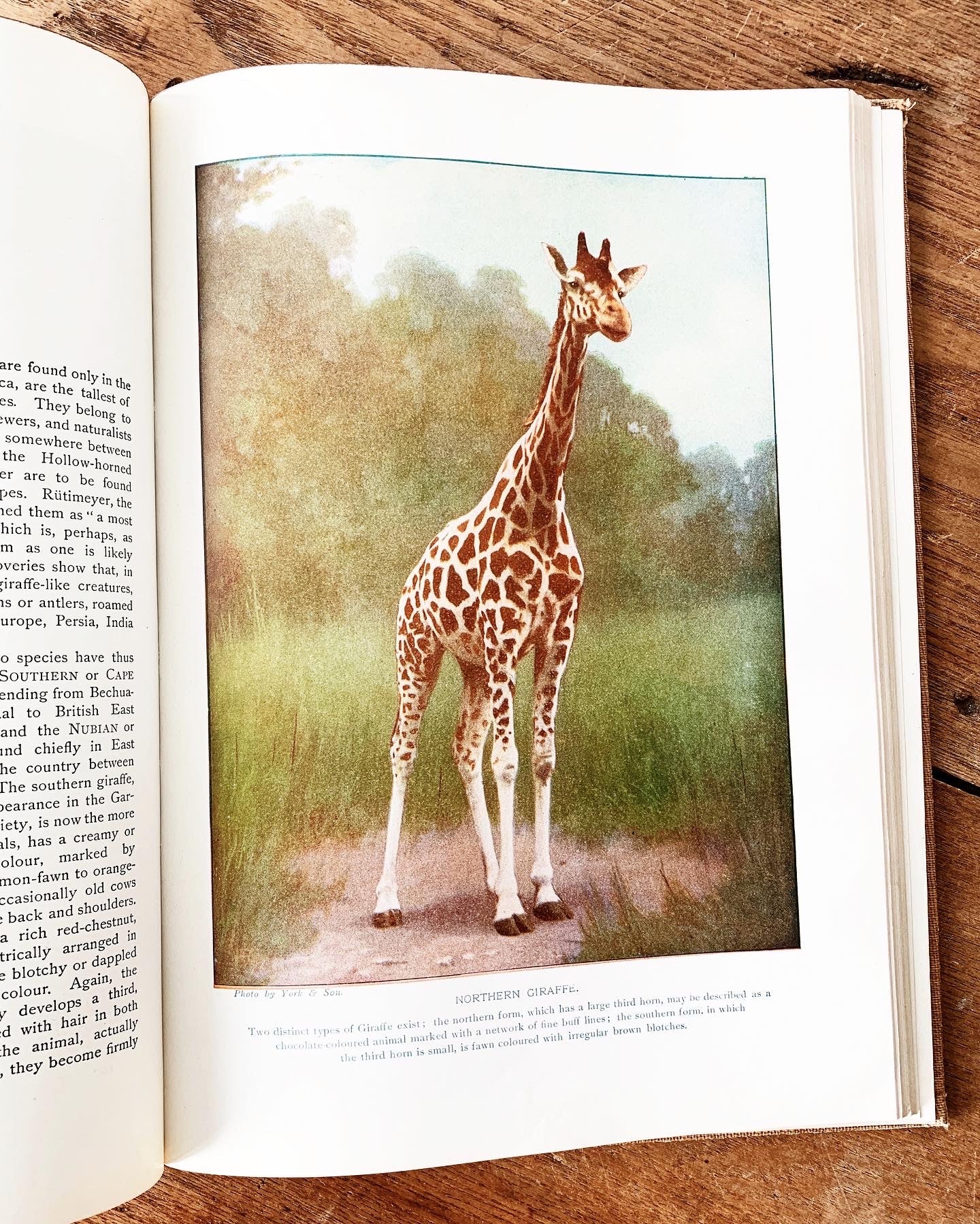 Animals of The World Vintage Book