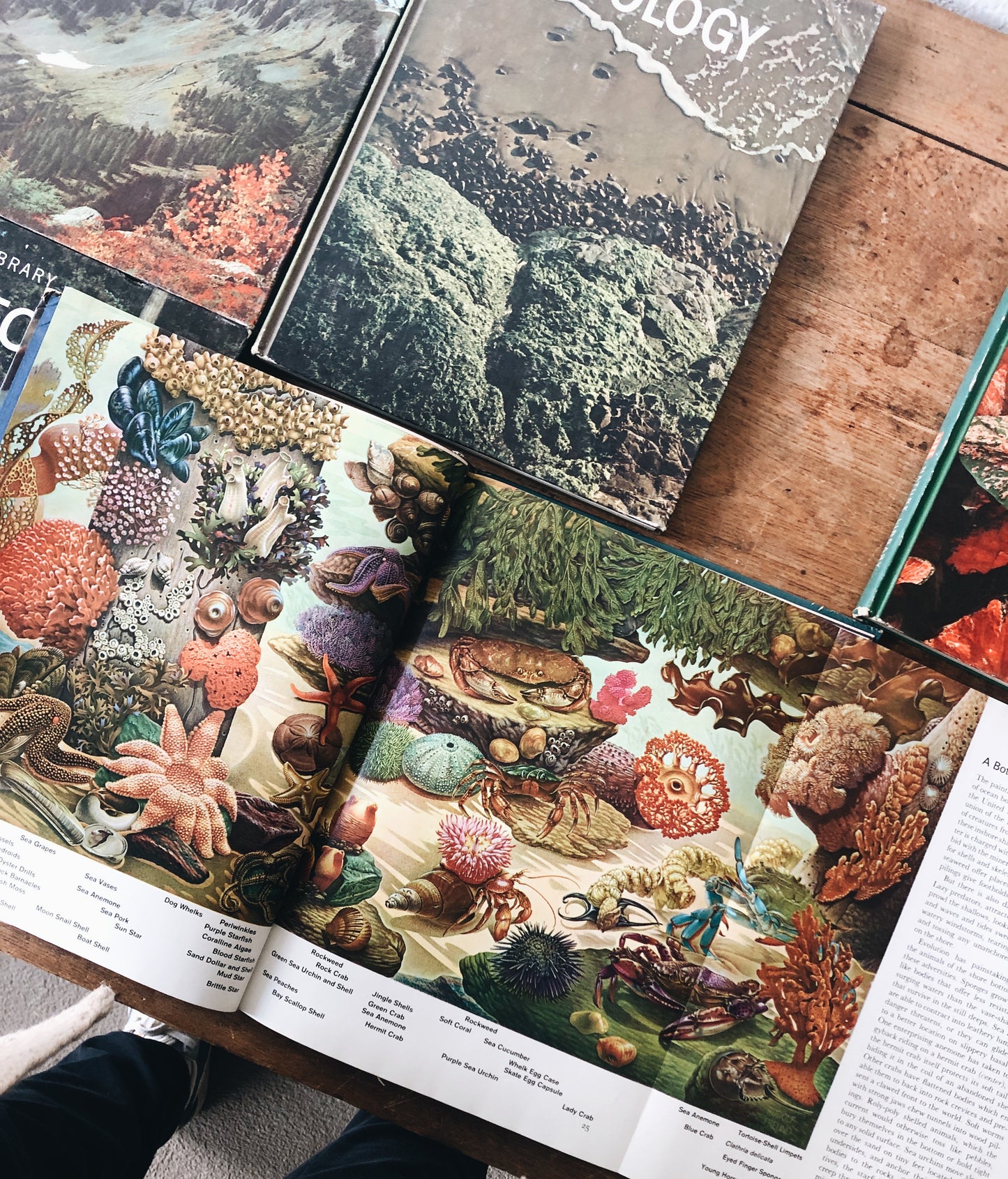 Vintage Natural History Book Collection