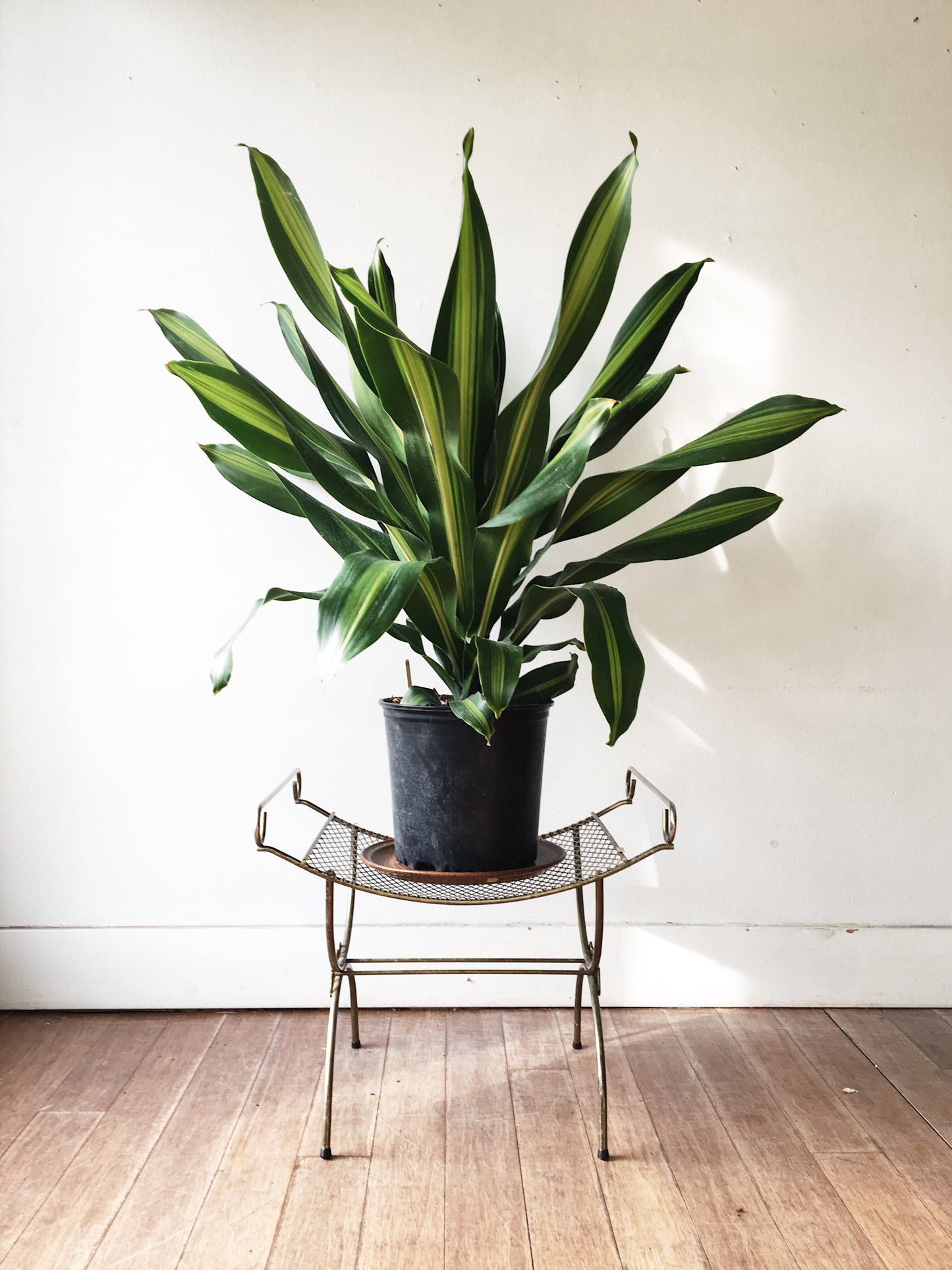 Giant Variegated Dracaena