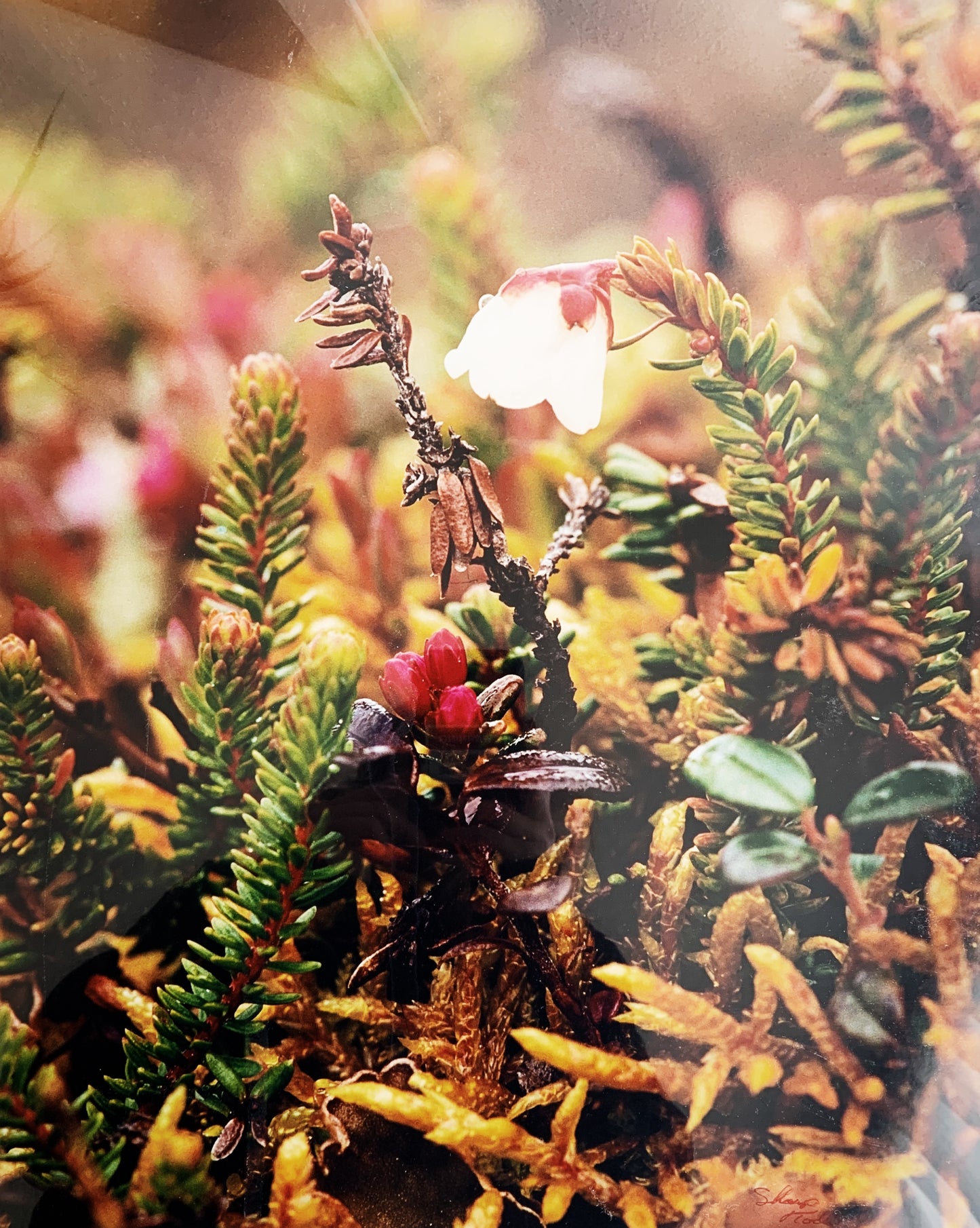 Vintage Enlarged Matted Photo