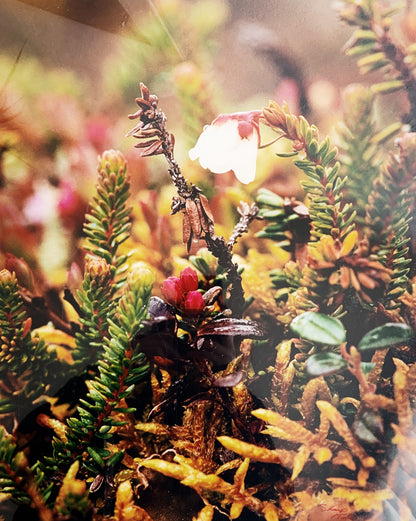 Vintage Enlarged Matted Photo