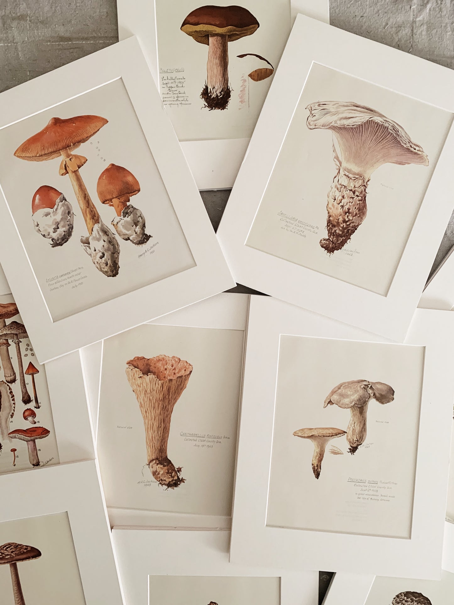 Vintage 1970’s Matted Mushroom Prints 11x14”