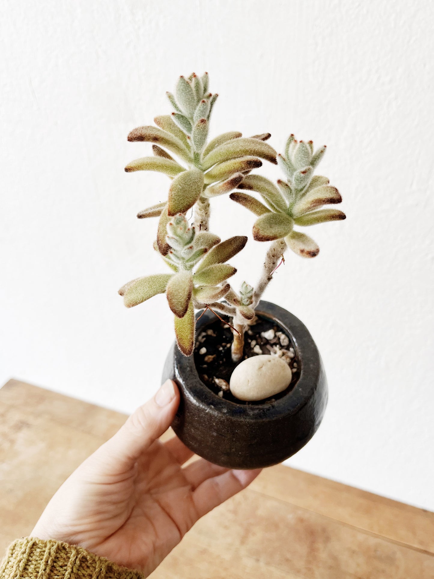 Potted Succulents in Vintage