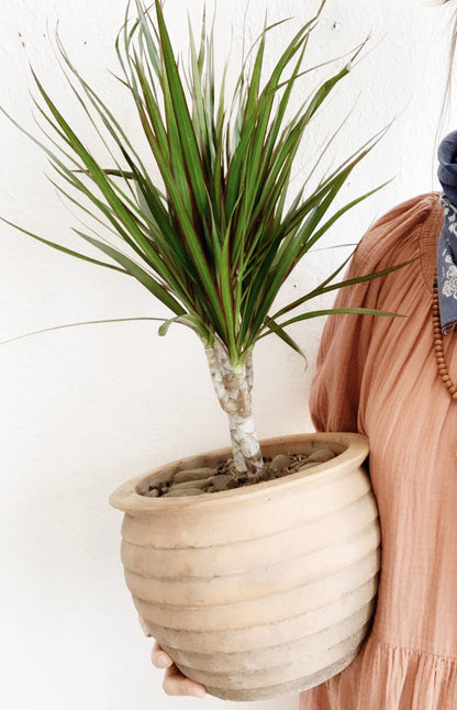 Mid Sized Potted Dracaena