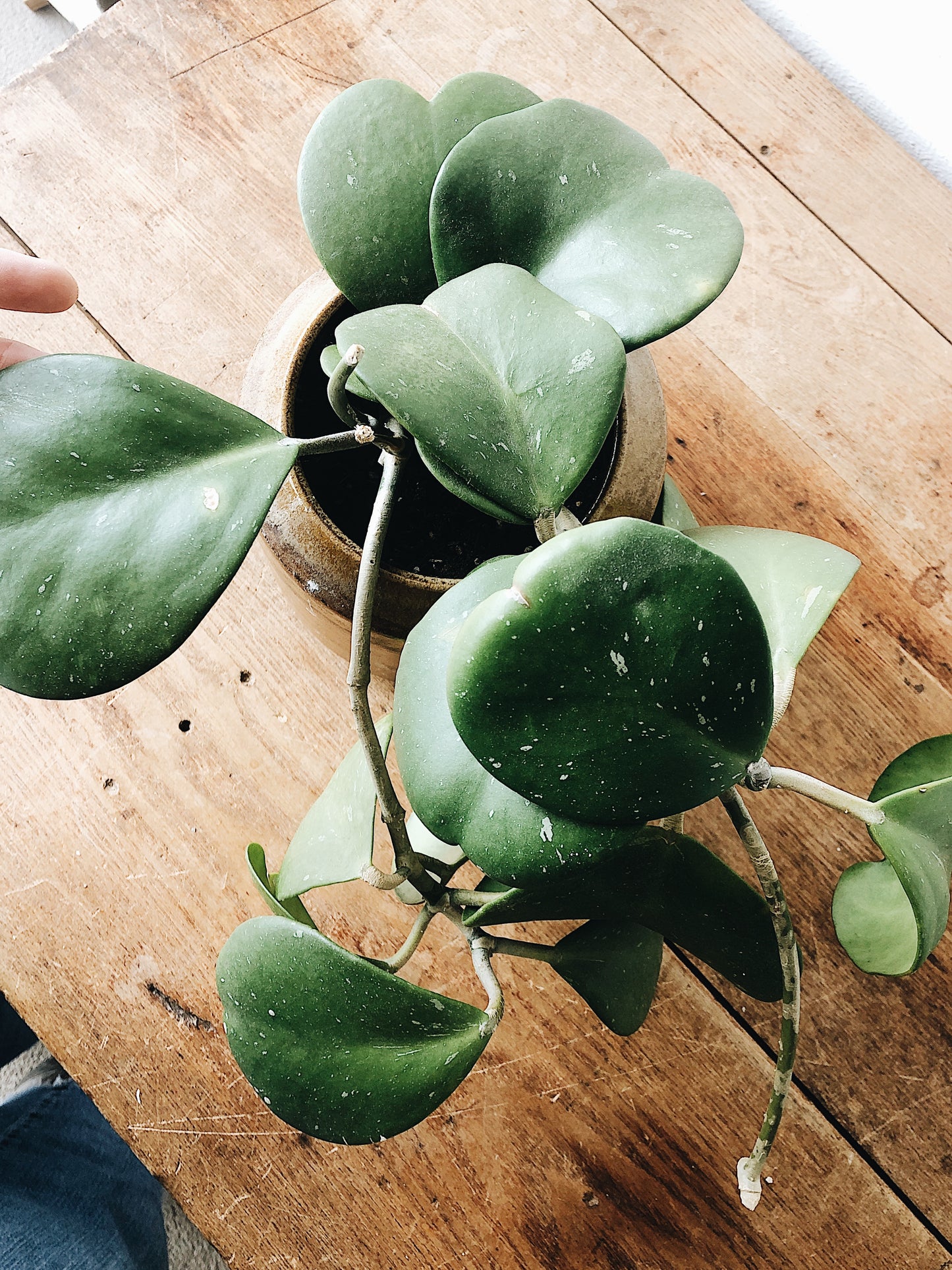 Hoya Kerrii in Vintage Stoneware