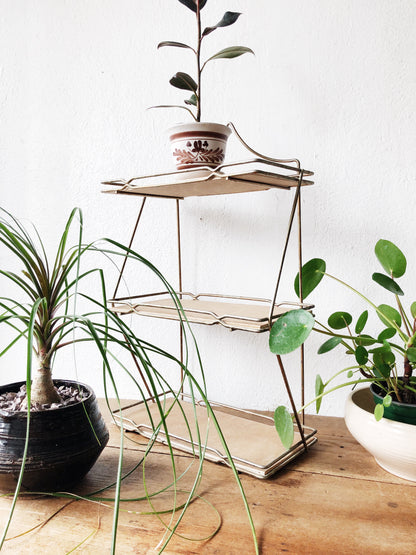 Ponytail Palm in Vintage Pottery