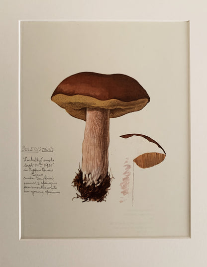 Vintage 1970’s Matted Mushroom Prints 11x14”