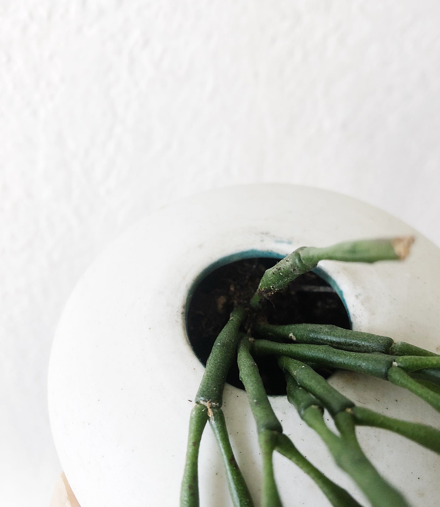 Hatiora Salicornioides in Handmade Vessel
