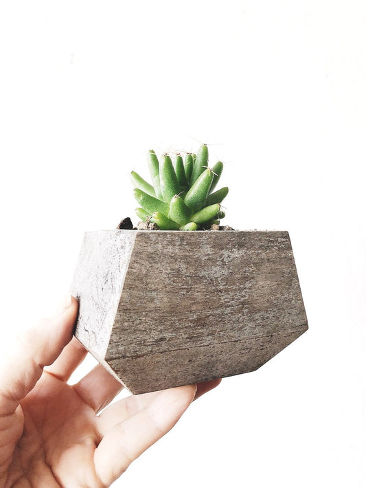 Mini Cactus in Geo Wood