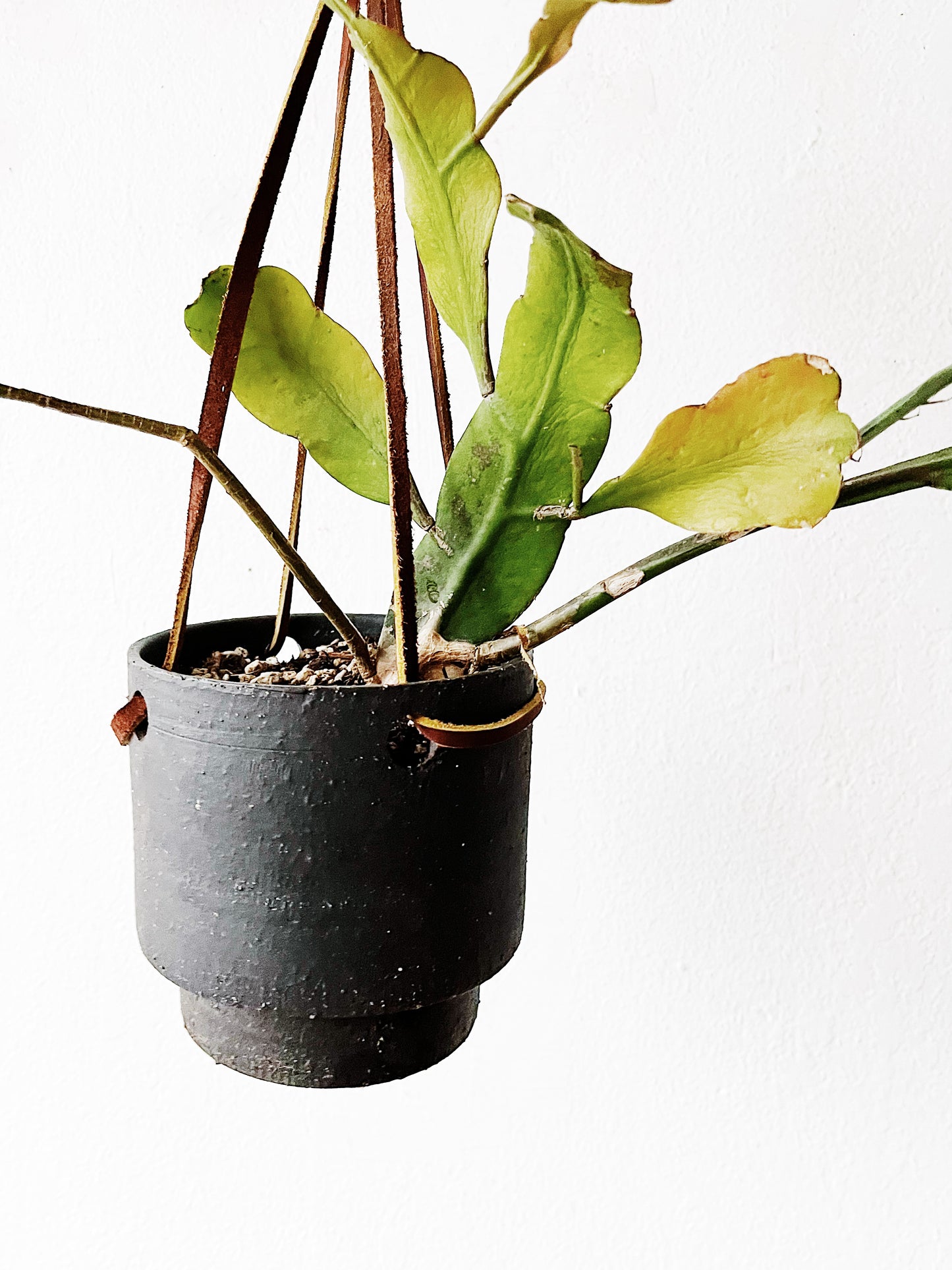 Night Blooming Cereus in Modern Ceramic