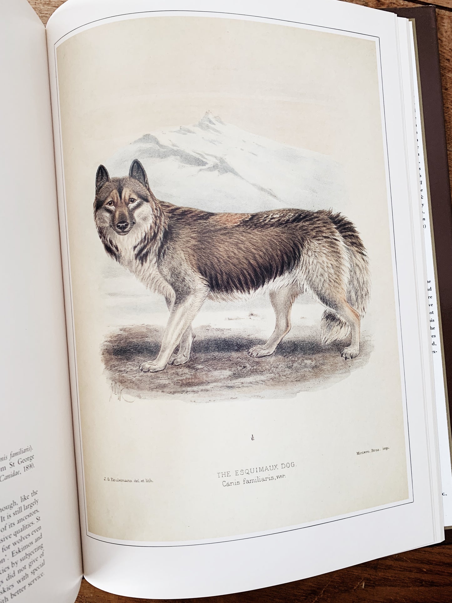 Vintage Classic Natural History Prints Art Book